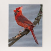 Puzzle Cardinal - Red Bird - 16x20 - 520 pc (Vertical)