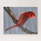 Puzzle Cardinal - Red Bird - 16x20 - 520 pc (Horizontal)