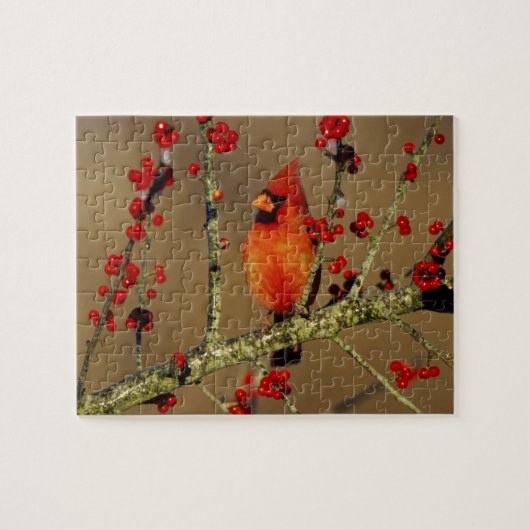 Puzzle Cardinal rouge mâle perché, IL (Horizontal)