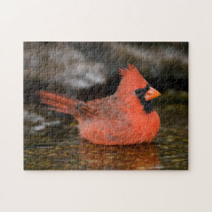 Puzzle Cardinal rouge mâle se baignant