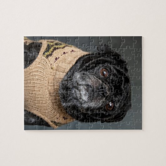 Puzzle Carlin noir adorable dans un pull (Horizontal)