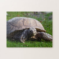 Casse-tête de tortue