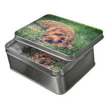 Casse-tête Mignon Golden Doodle Avec Boîte en Fer-