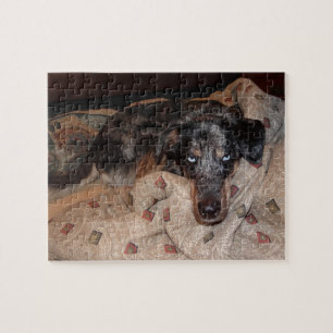 Puzzle Catahoula Leopard Chien Snoozing