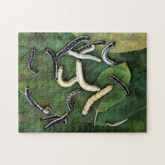 Puzzle Catalpa Worms Catfish Bait Art photographique (Horizontal)