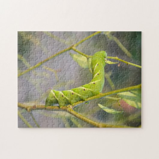 Puzzle Caterpillar Guyana (Horizontal)