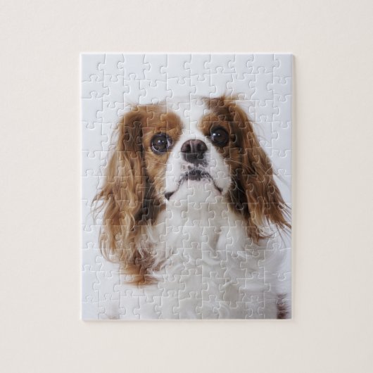Puzzle Cavalier King Charles Spaniel assis en studio (Vertical)