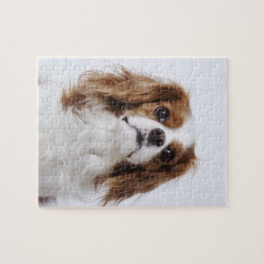 Puzzle Cavalier King Charles Spaniel assis en studio (Horizontal)