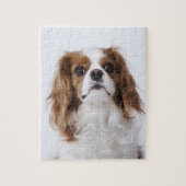 Puzzle Cavalier King Charles Spaniel assis en studio (Vertical)