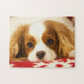 Puzzle Cavalier King Charles Spaniel sur couverture floco (Horizontal)