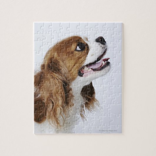 Puzzle Cavalier King Charles Spaniel, vue latérale (Vertical)
