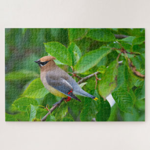 Puzzle Cèdre cirage Super Challenger Amateur D'Oiseaux