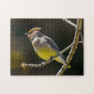 Puzzle Cèdre cire Songbird Photo originale Oiseau sauvage