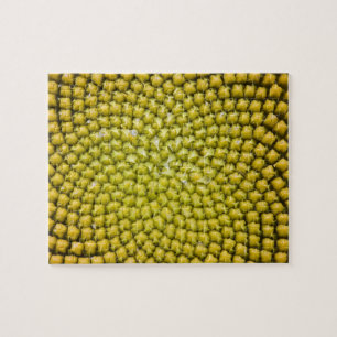Puzzle Centre de grand Tournesol (Helianthus annuus)