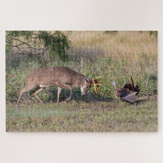 Puzzle Cerf à queue blanche combattant un dindon sauvage (Horizontal)
