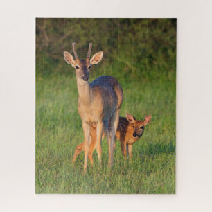Puzzle Cerf à queue blanche   Habitat Grassy