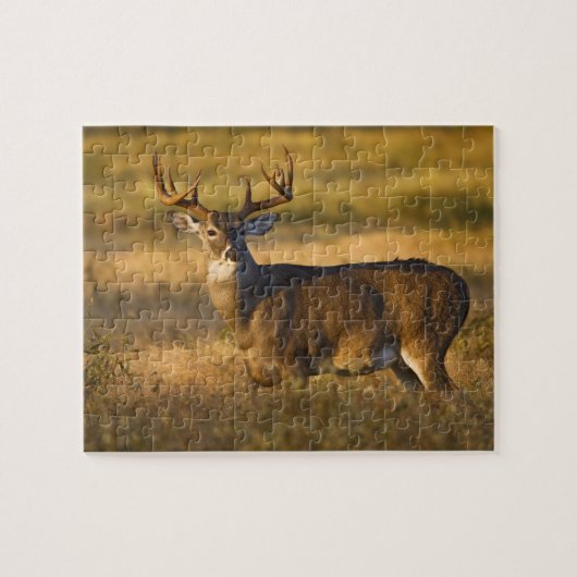 Puzzle Cerf à queue blanche (Odocoileus virginianus) adul (Horizontal)