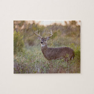 Puzzle cerf à queue blanche (Odocoileus virginianus) mâle