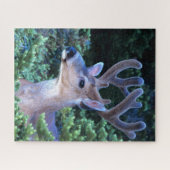 Puzzle Cerf à queue noire | Parc national olympique (Horizontal)