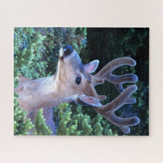 Puzzle Cerf à queue noire | Parc national olympique (Horizontal)