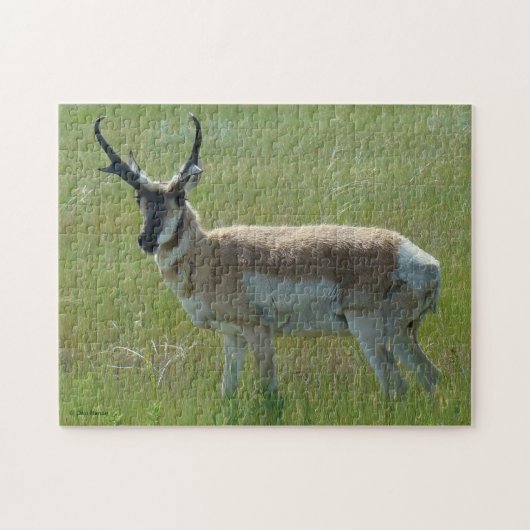 Puzzle Cerf antilope A36 (Horizontal)