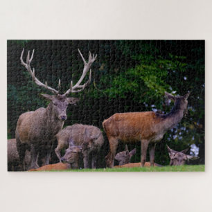 Puzzle Cerf Buck Sauvage Nature Troupeau Andouiller Cerf
