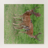 Puzzle cerf, cerf en jachère en plein air (Horizontal)