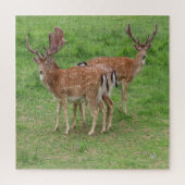 Puzzle cerf, cerf en jachère en plein air (Vertical)