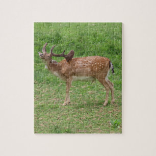 Puzzle cerf, daim en plein air