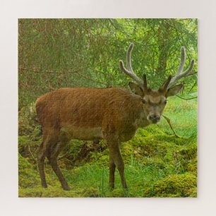 Puzzle Cerf élégant aux bois majestueux dans un paysage b