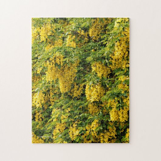 Puzzle Chaîne d'or étonnante / Arbre de laburnum (Vertical)
