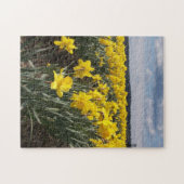 Puzzle Champ de jonquilles jaunes photo (Horizontal)
