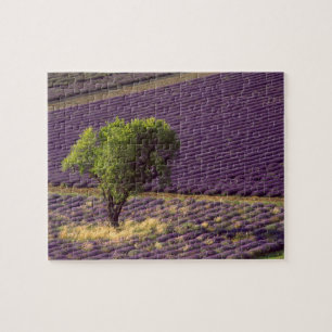 Puzzle Champ de lavande en Haute Provence, France