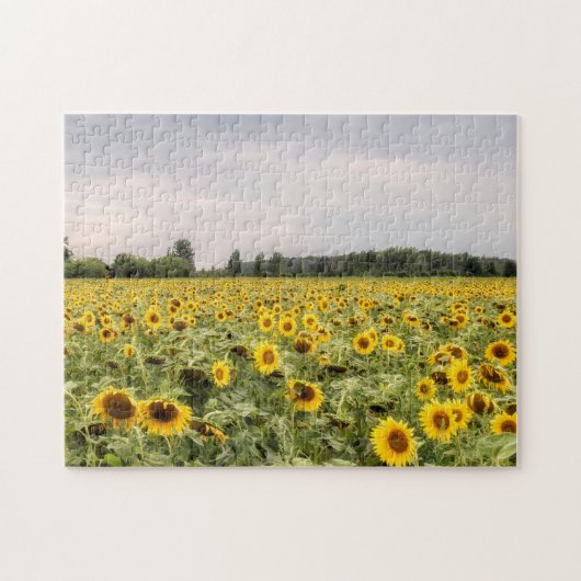 Puzzle Champ de tournesol photo (Horizontal)