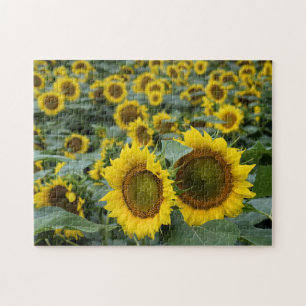 Puzzle Champ de Tournesols - 11x14 pouces