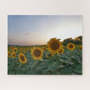 Puzzle Champ de tournesols à la tombée de la nuit
