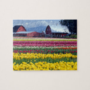 Puzzle Champ de tulipes