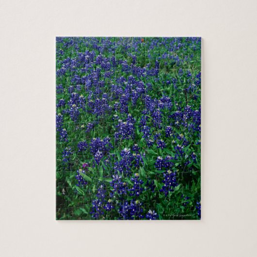 Puzzle Champ des Bluebonnets de Texas (Vertical)
