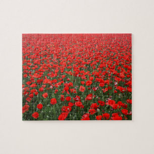 Puzzle Champ des pavots rouges