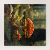 Puzzle Champignons en pleine forêt (Horizontal)