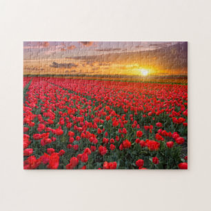 Puzzle Champs de tulipe au coucher du soleil dans