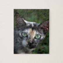 Chat blanc Brown gris avec yeux verts