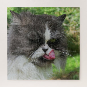Puzzle chat, mignonne, animal de compagnie, gris, fureur,