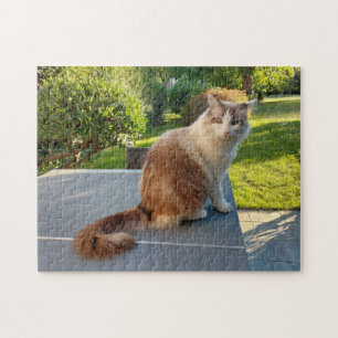 Puzzle chat ragdoll