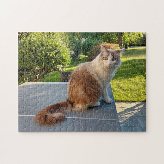 Puzzle chat ragdoll (Horizontal)