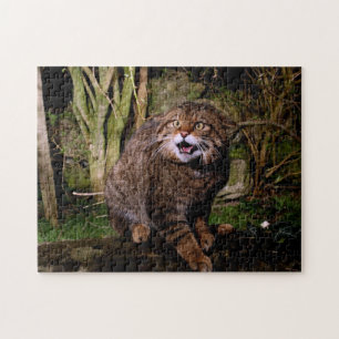 puzzle - chat sauvage écossais