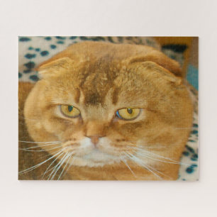 Puzzle Chat Scottish Fold pedigree.
