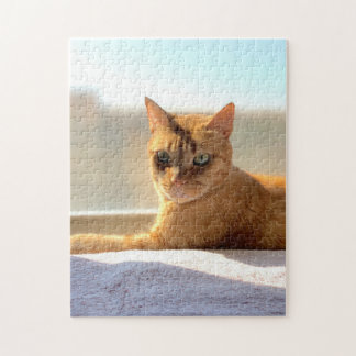 Puzzle Chat Tabby Orange