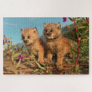 Puzzle Chatons Lynx Canadien, Alaska