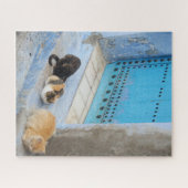 Puzzle Chats, Chefchaouen, Maroc (Horizontal)